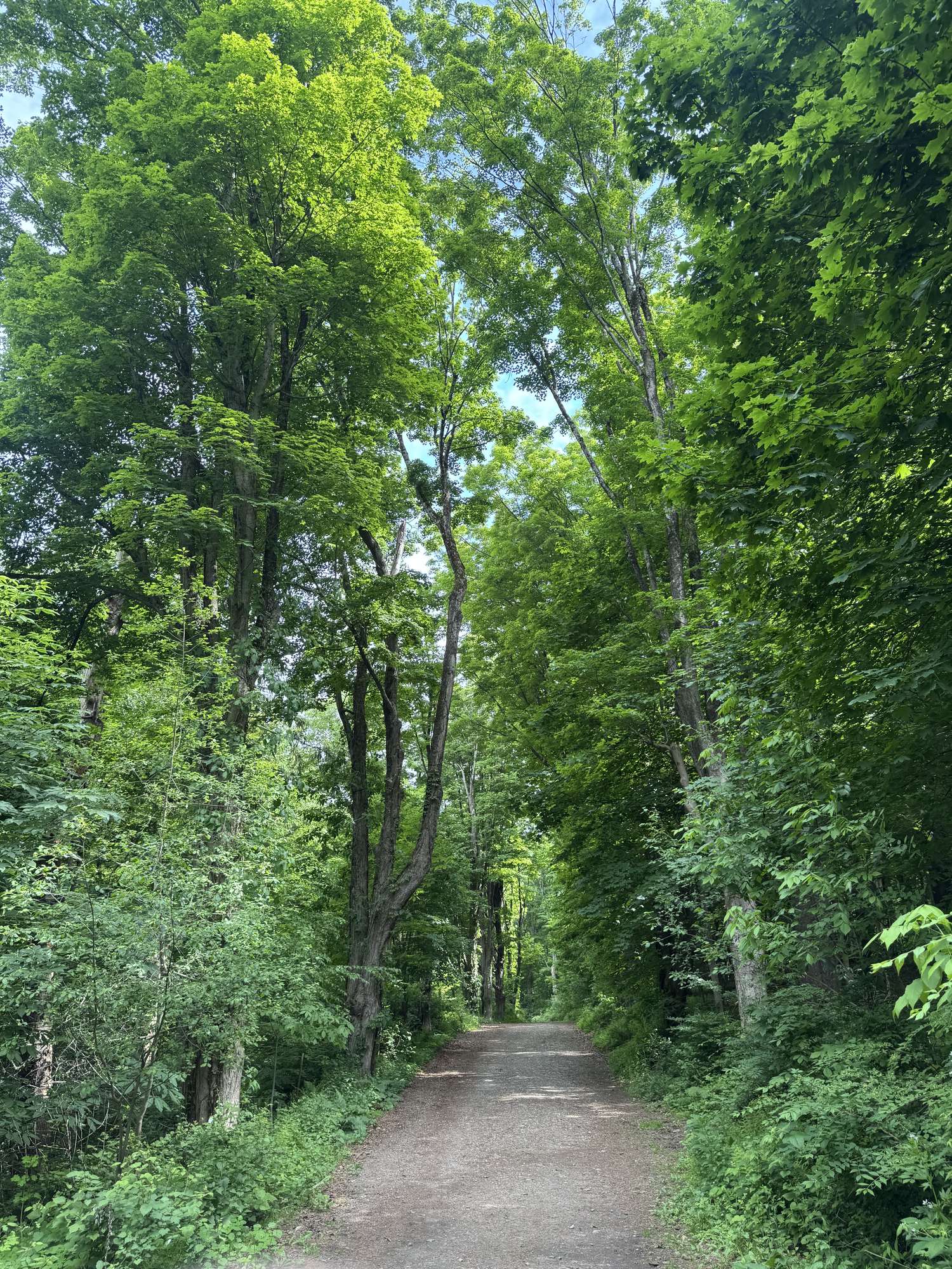 A wooded trail in Redding, Connecticut