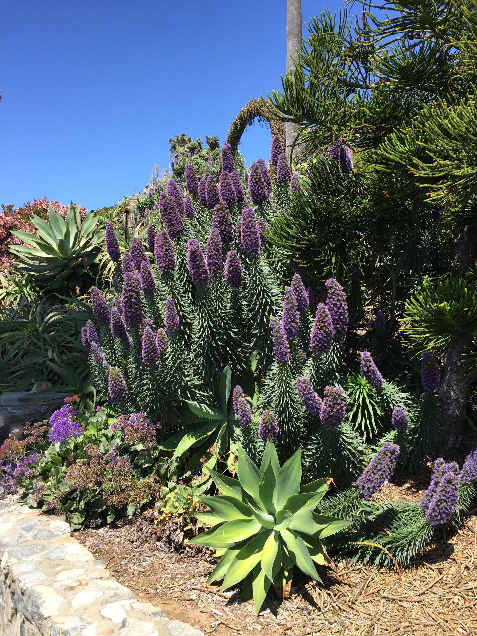 Flowering succulent garden, Heisler Park, Laguna Beach