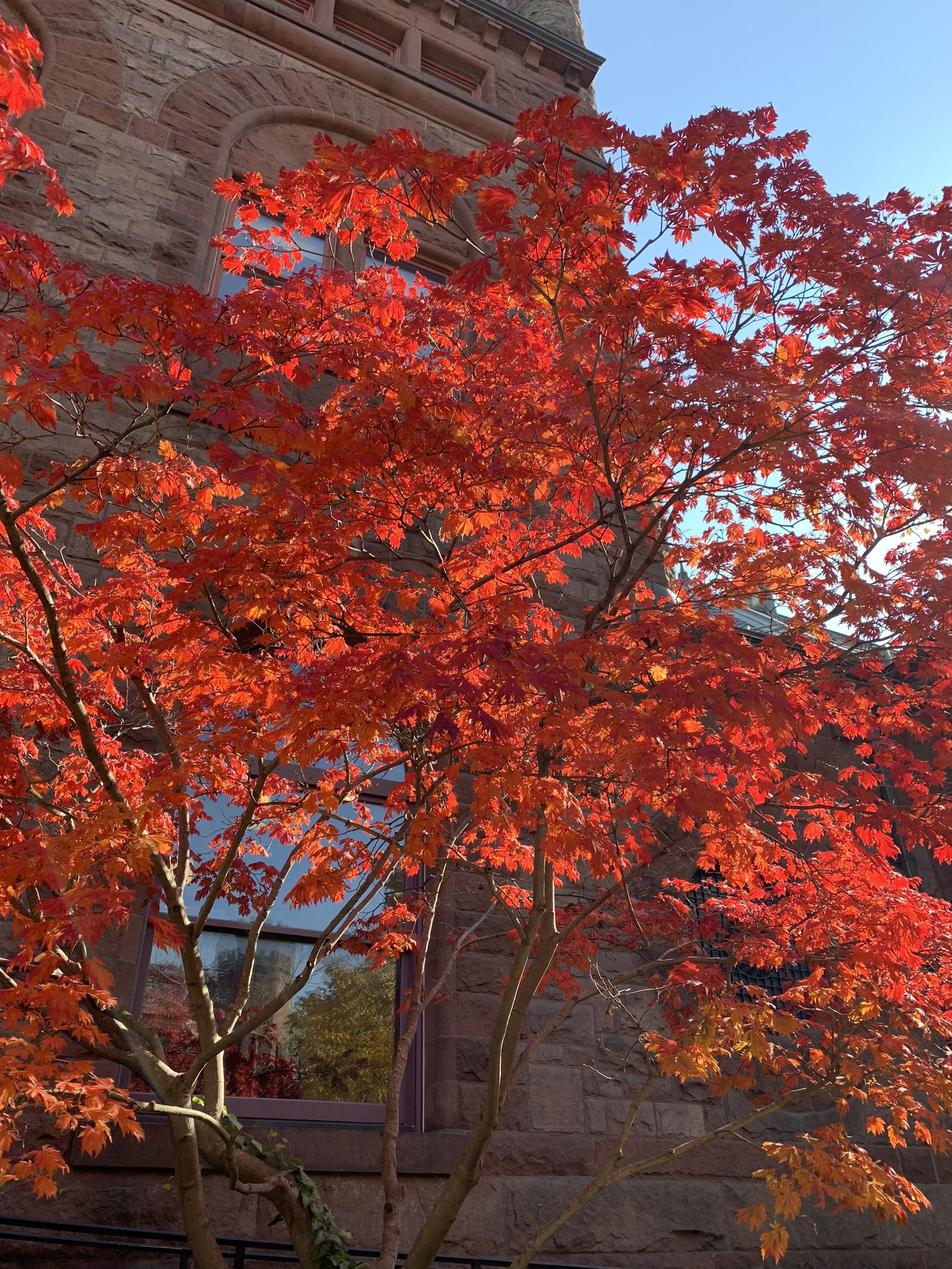 Maple leaves in fall color against a stone building