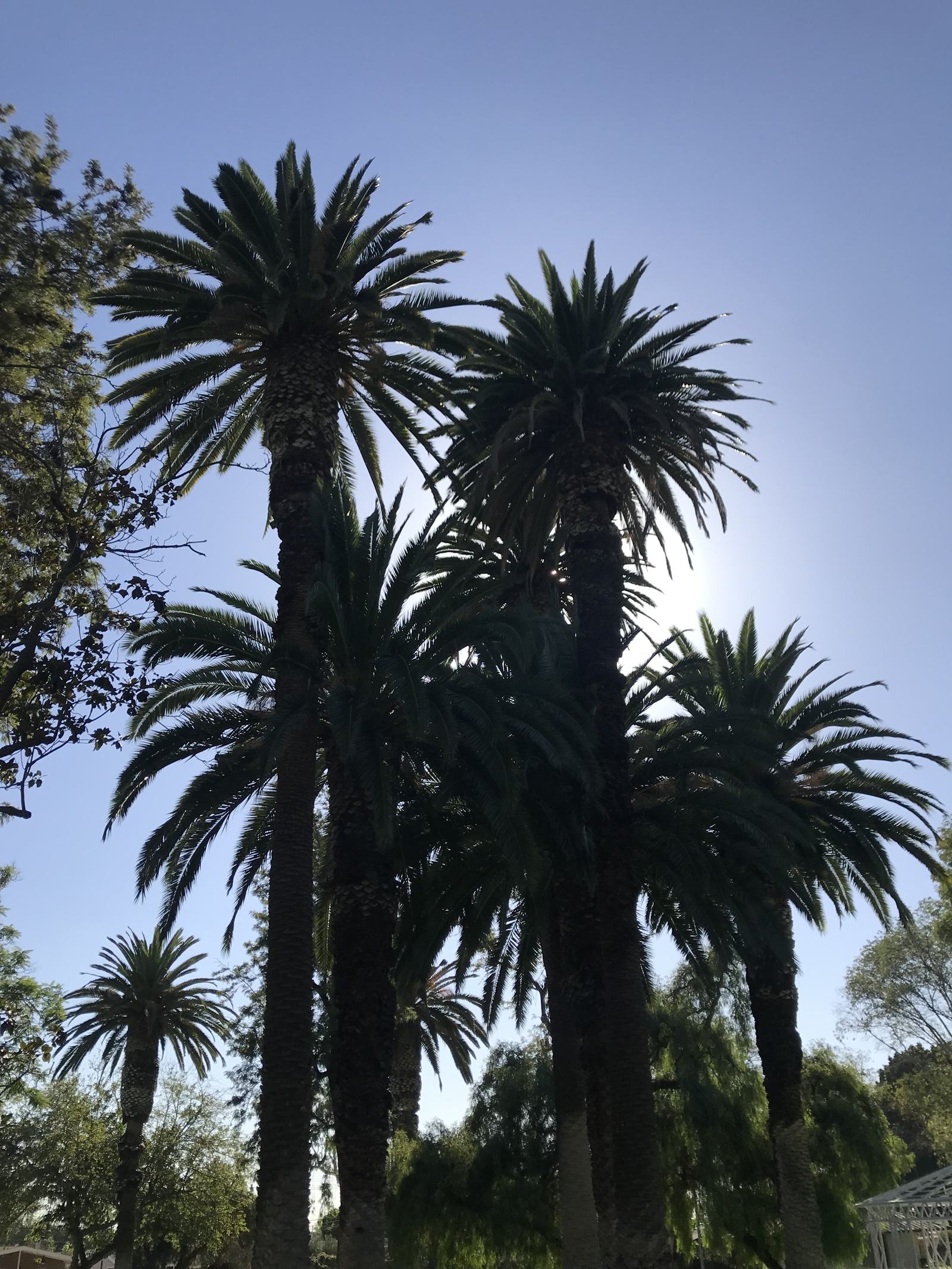 Palm trees against a summer sky
