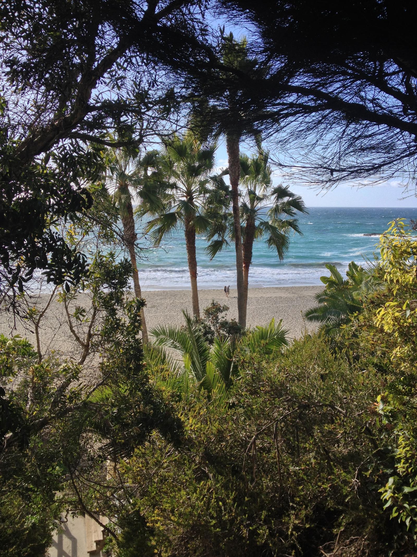 Palm trees framing a view of the Laguna coastline
